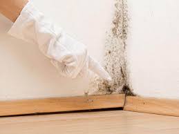 Best Black Mold Removal  in Burlington, NC